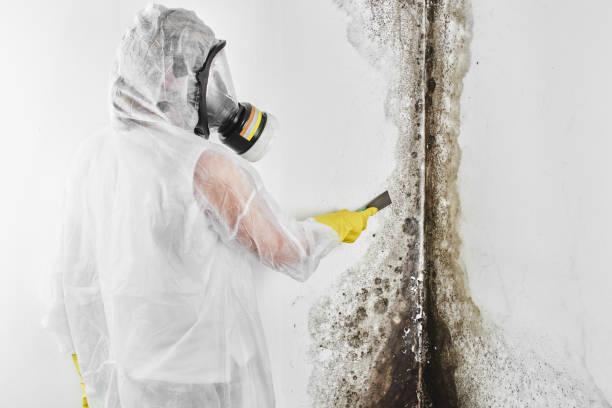 Best Mold Damage Repair  in Jackson, WY