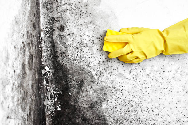 Office Mold Removal Services in Jackson, WY