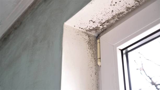 Best Office Mold Removal Services  in Jackson, WY