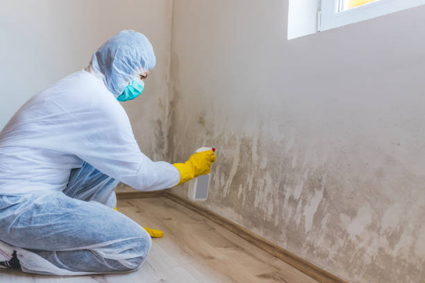 Mold Removal Process in Jackson, WY