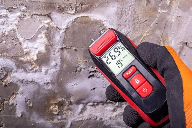 Attic Mold Removal