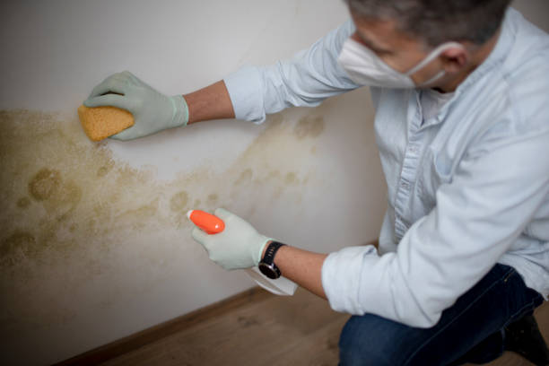 Best Home Mold Removal  in Jackson, WY