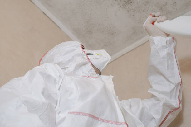 Best Mold Removal Company Near Me  in Jackson, WY