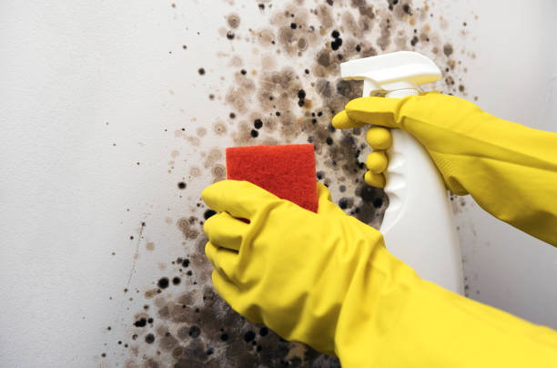 Best Mold Removal Process  in Jackson, WY