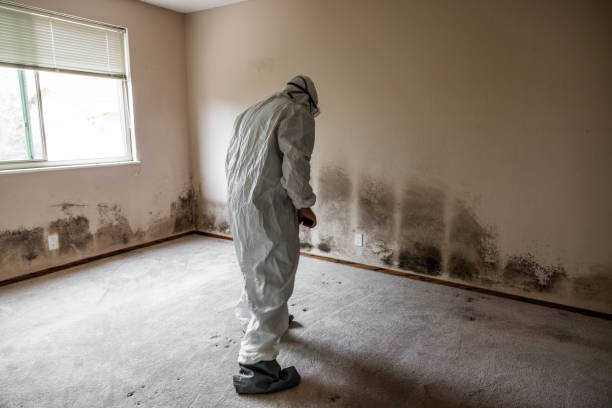 Best Mold Cleaning Services  in Jackson, WY